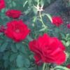 florecita222